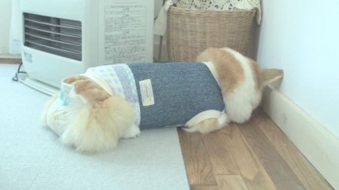 そして、またまたハマるシリーズ…w