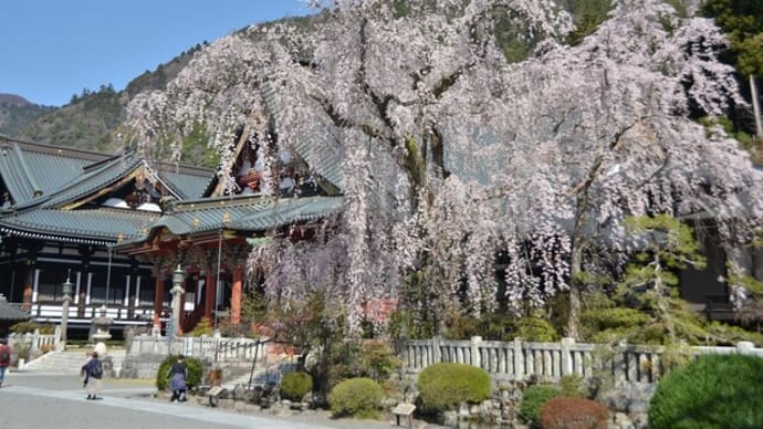 身延山　久遠寺の桜
