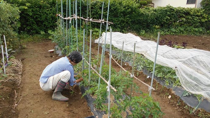 栽培棚造り　＜我が家の菜園259＞