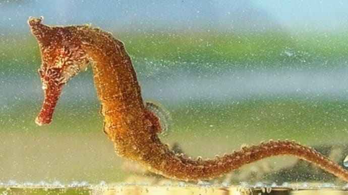 タツノオトシゴなど魚たち:アマモ場ガサに誘われて②