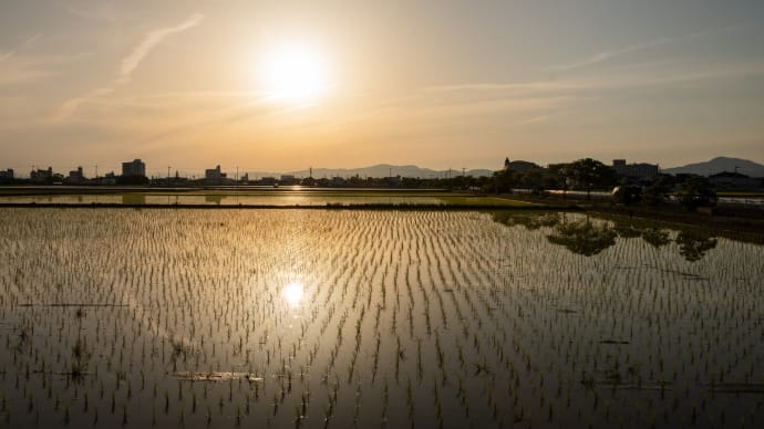 水田に写り込む夕陽