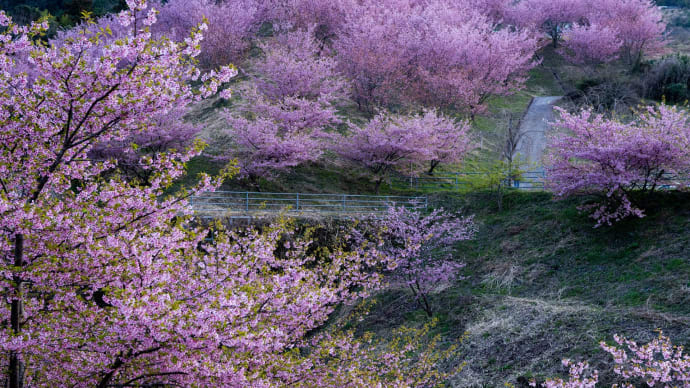 佐那河内村の蜂須賀桜