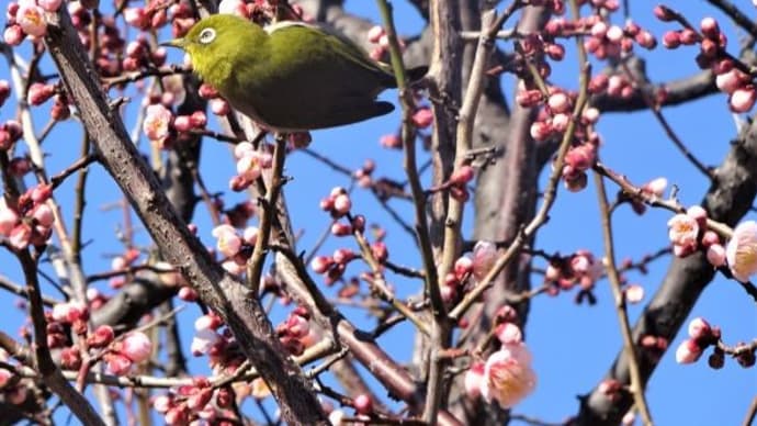 ” ウメジロー ” ・その１