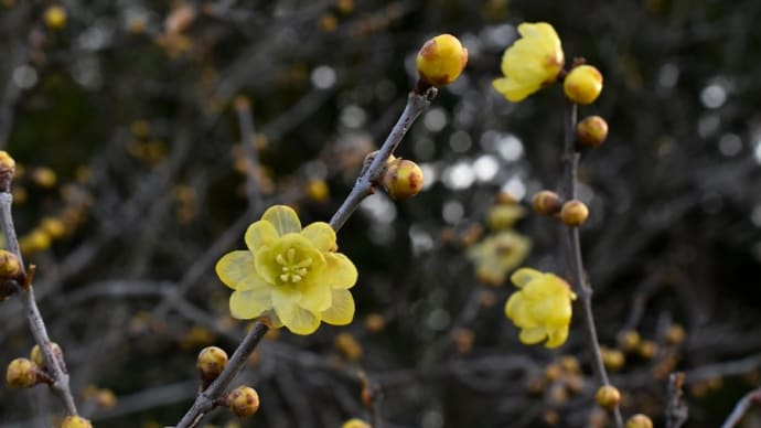冬日の花写ん歩:ロウバイの花が咲き出した・・・