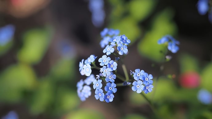 ★花瑠璃草・ベロニカ・オックスフォードブルー ★ユーフォルビア・カラキアス ★ 桜🌸 2024