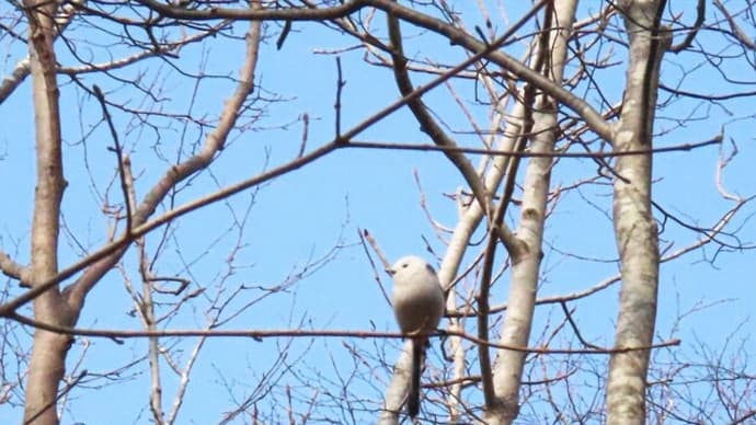 野鳥の動きが活発になってきました。