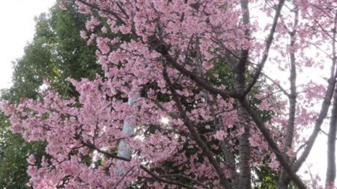 春だ、オカメ桜が満開。