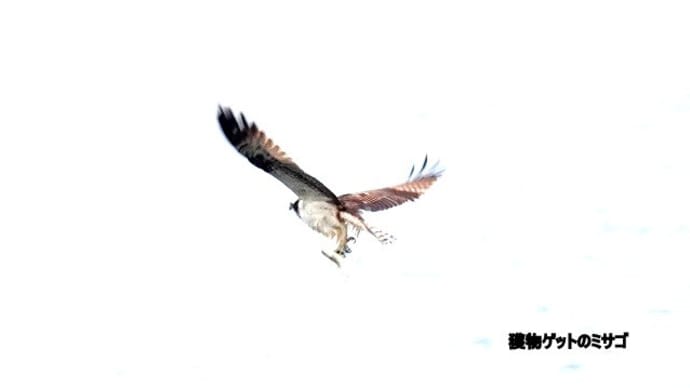 12/15探鳥記録写真:狩尾岬の鳥たち(獲物ゲットのミサゴ、クロサギの採餌模様、)