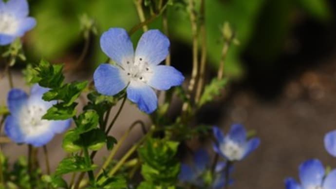 GW軒下の花々