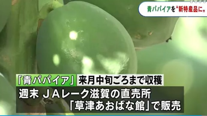 地域の新たな特産品に 草津市で試験栽培の「青パパイア」収穫
