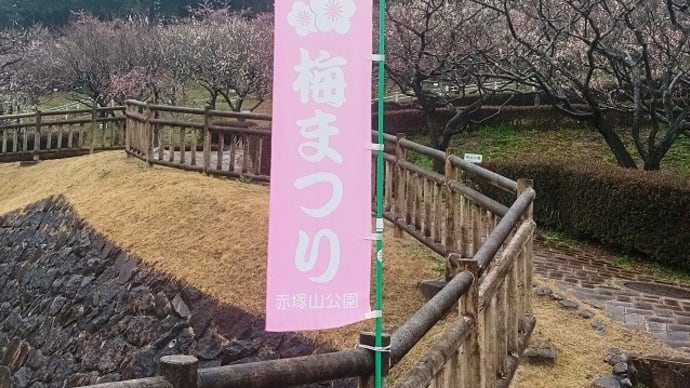 赤塚山公園 梅まつりに行ってきました