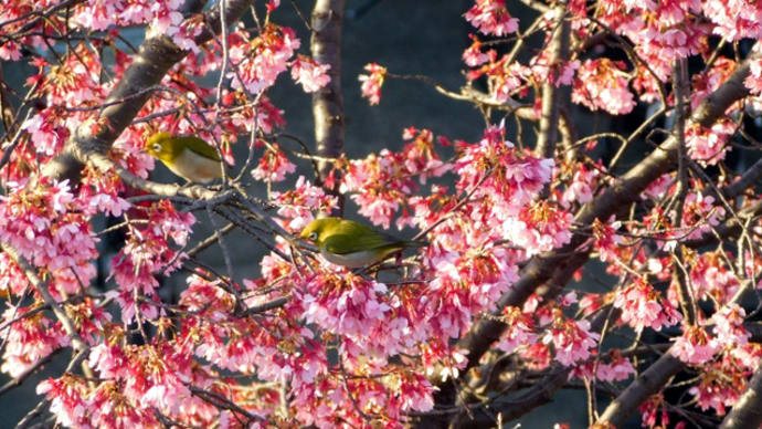 オカメ桜に訪れるメジロ