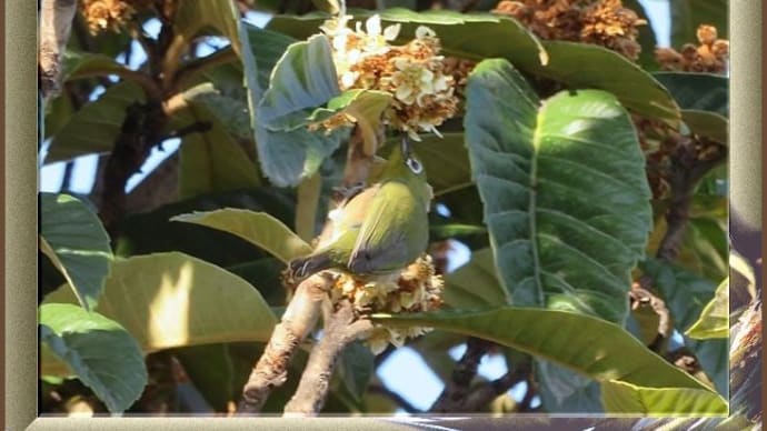 花の蜜を吸うメジロなど