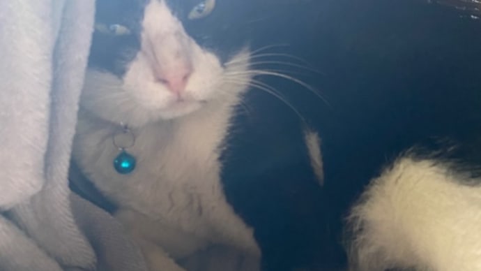 シーロム猫。