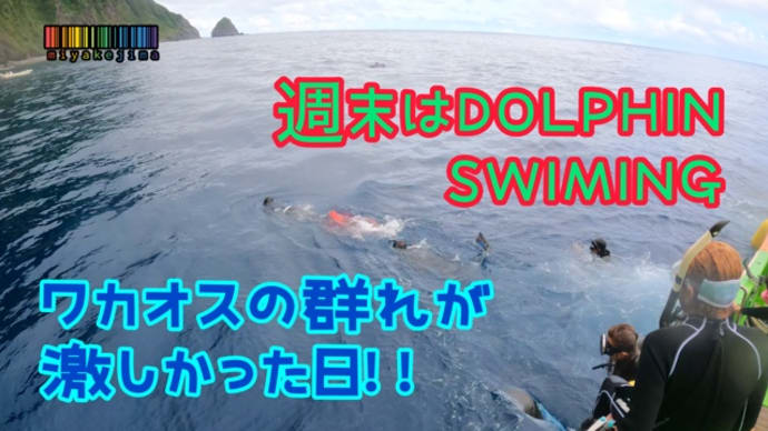 ワカオスたちが激しかった週末のドルフィンスイム