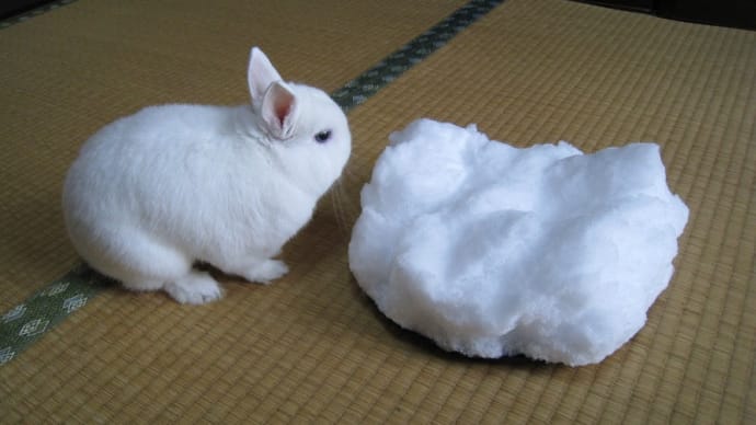 残雪を味わい花を愛で冬眠から覚める頃のしろんの月命日🌟