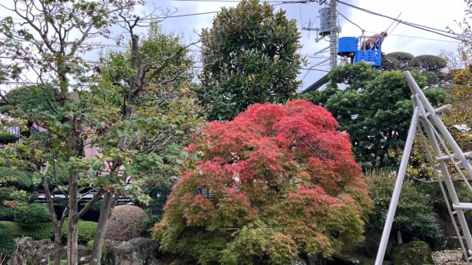 枝垂れもみじの紅葉