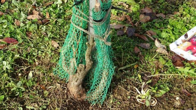 ブルーベリーの野ネズミ対策