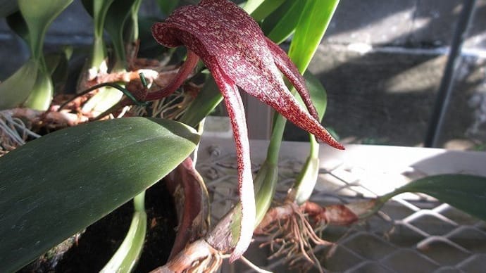 バルボフィラム ロンギセパラム Bulb. longisepalum