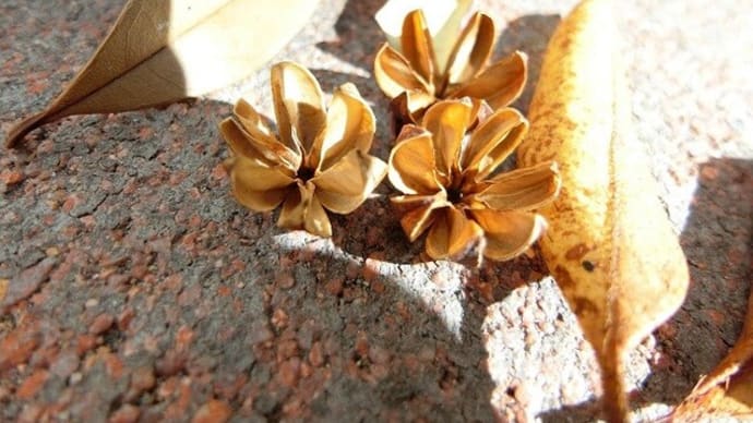 サルスベリの、花のように開いた実の殻♪