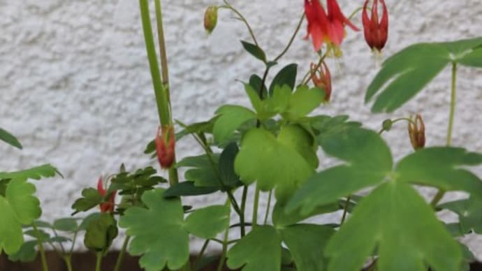 5月初旬の庭