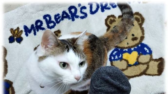 おじさんの失敗した猫踏んじゃった♬・・田舎の洋間昭和レトロ・実家ボランティア