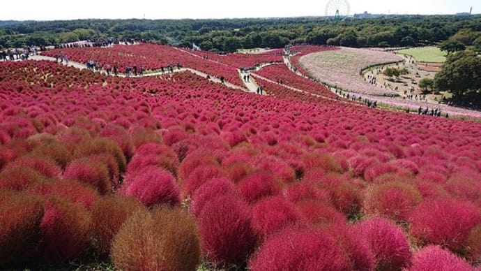 ひたち海浜公園花のパッチワーク