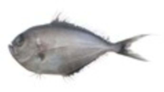 ヒメシマガツオ
