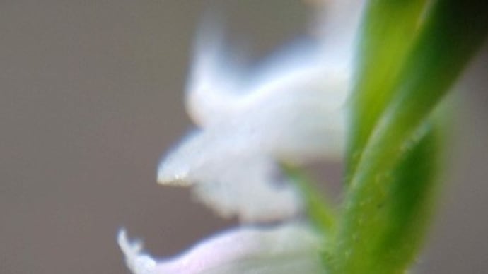 6/9 ネジバナの白い花とピンクの花:マクロ撮影