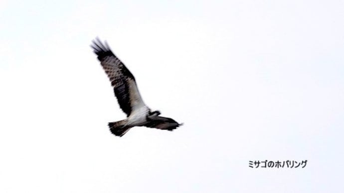 01/21探鳥記録写真-2:狩尾岬の鳥たち(ミサゴのホバリング、ロサギの採餌模様、ウミウ、)