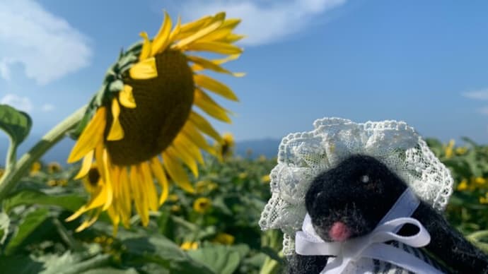 のあのいた場所🌻ひまわりと湖岸