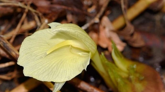 前年の忘れ物(4)ミョウガとジネンジョ