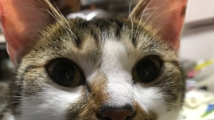 真夜中のねこ PART2