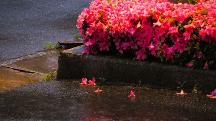 雨ですね。