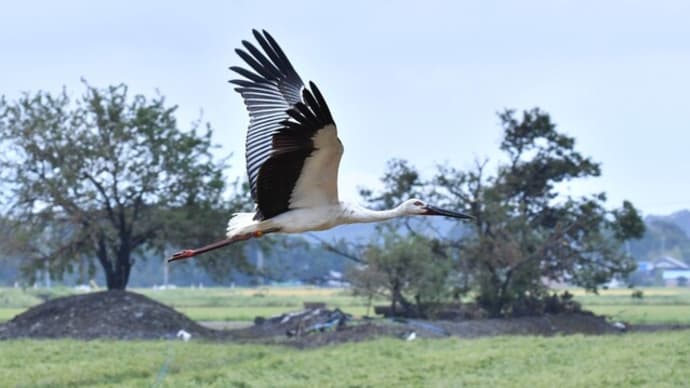 コウノトリは飛んで行く(2)