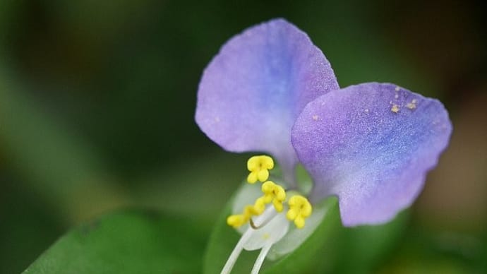 新色発見!?花色いろいろツユクサ