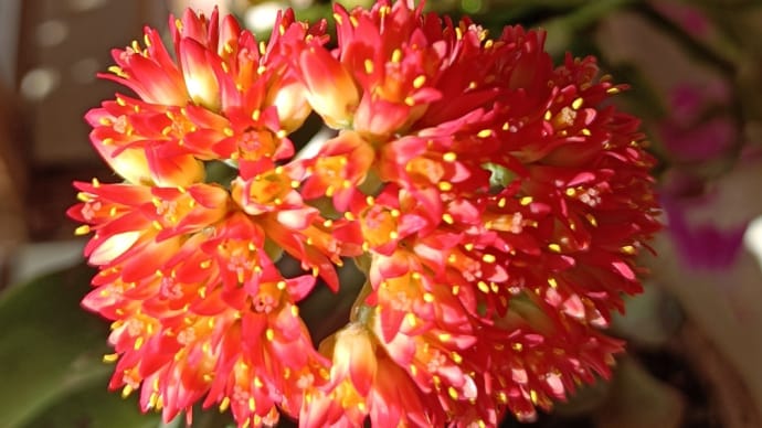 多肉のお花