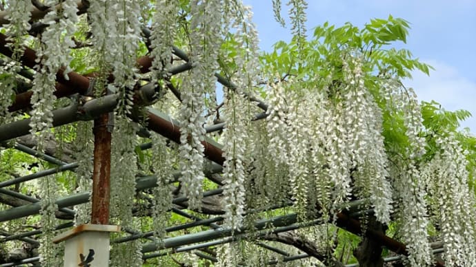 藤沢市の藤の花