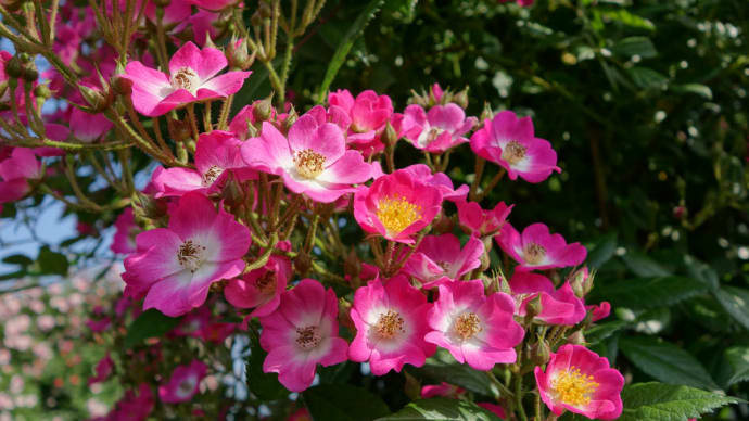 今日も薔薇を・・・（モーツァルト）