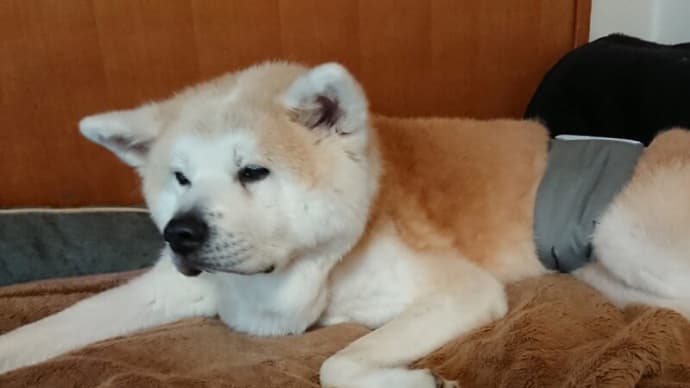 桃太郎くん家にお邪魔させてもらいました♬