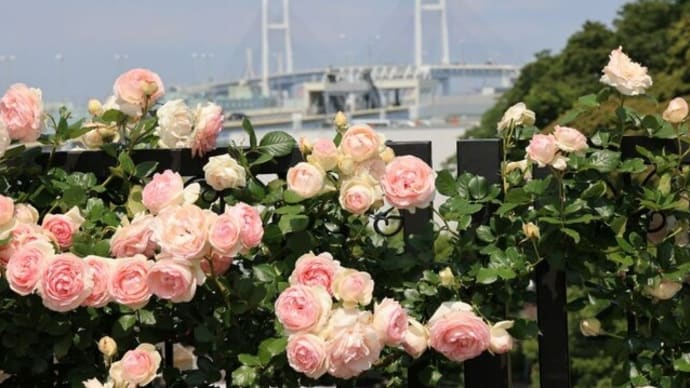 『 YOKOHAMA ROSE WEEK 』（港の見える丘公園）！！【2023.5.12（金）】