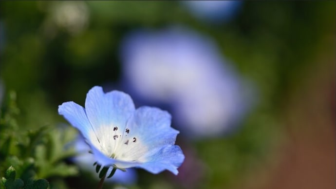「鼻高展望花の丘」で咲く ネモフィラ