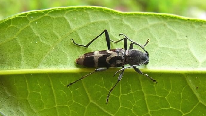 クロトラカミキリかな?:天牛たちⅢ
