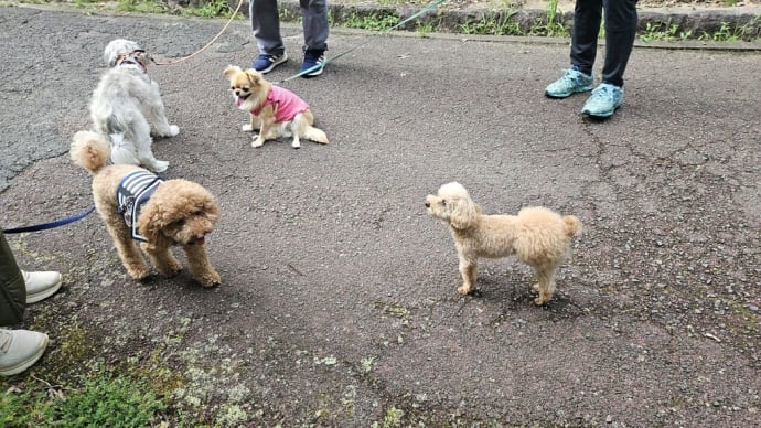 最近新しく増えたゴンの友達しょこたん、私の友達しょこたんのママ