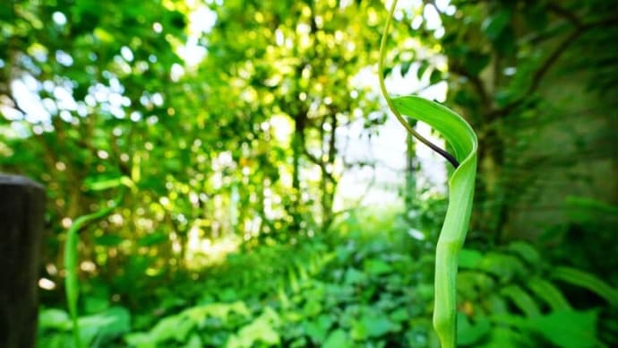 カタバミ、ムラサキツユクサ、カラスビシャクと謎の物体（板橋区立赤塚植物園 2025.5.5撮影）