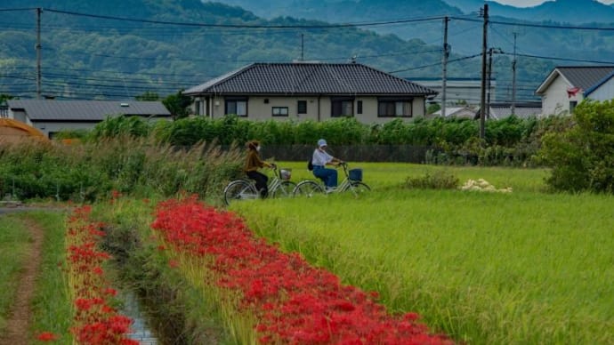 彼岸花咲く景