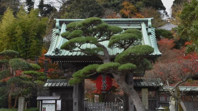 鎌倉 長谷寺 2016/12/7
