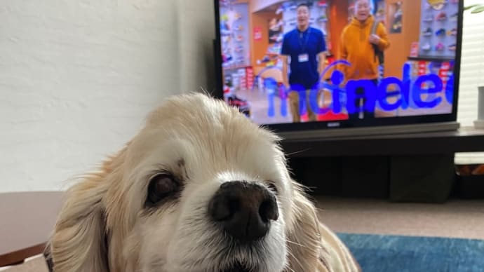 老犬と老女