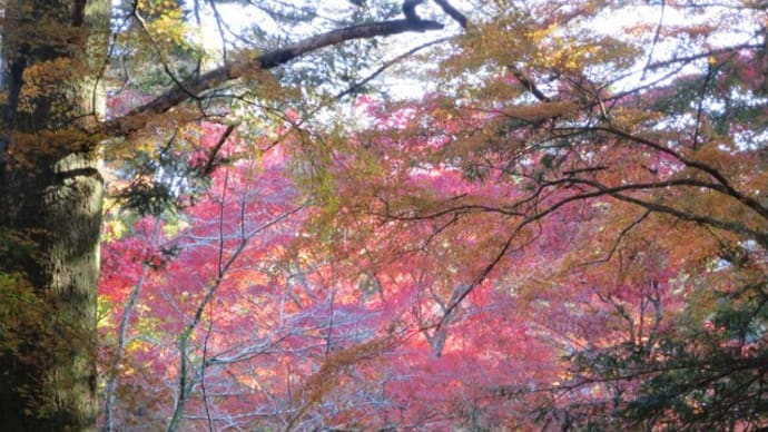 秋の宮島 紅葉谷の紅葉と弥山トレッキング 2022年11月
