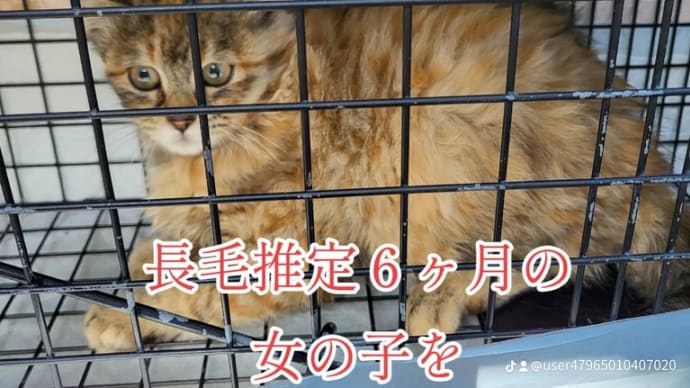 長毛推定6か月の子猫を保護しました。